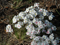 ��������� �����