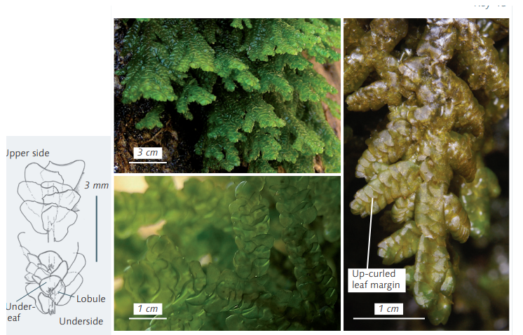 ������� �������������