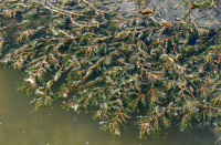 ����� ��������