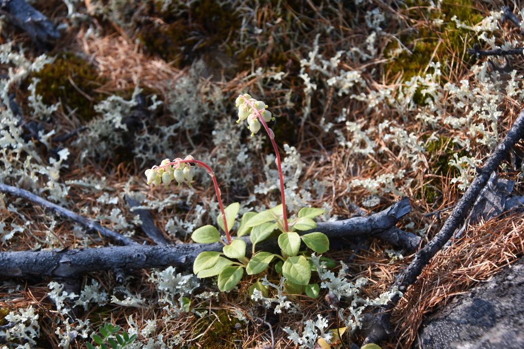 ������� �����