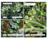 ��������� �����������