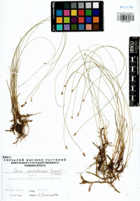 ����� ��������