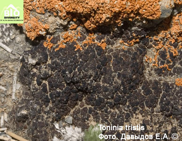 ������� ���������