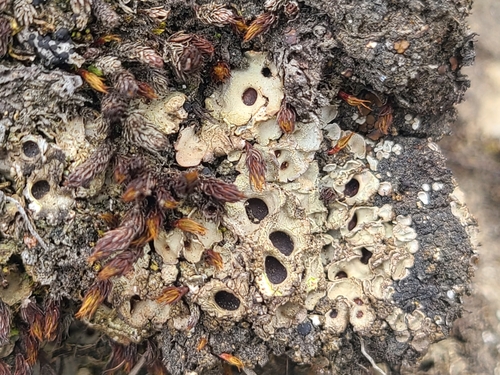 �������� ��������������