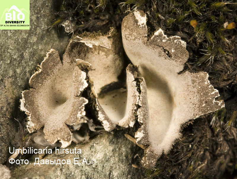 ����������� ����������������, �������� �������������