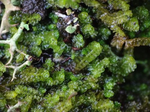 ���������� n��������