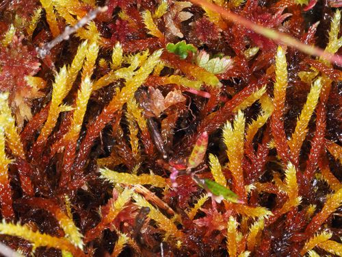 ˸������� ���������-�����