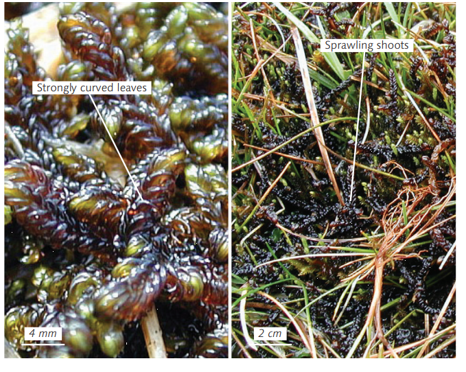 ���������� ����������