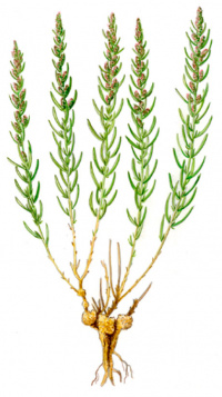 ��������������� ������������