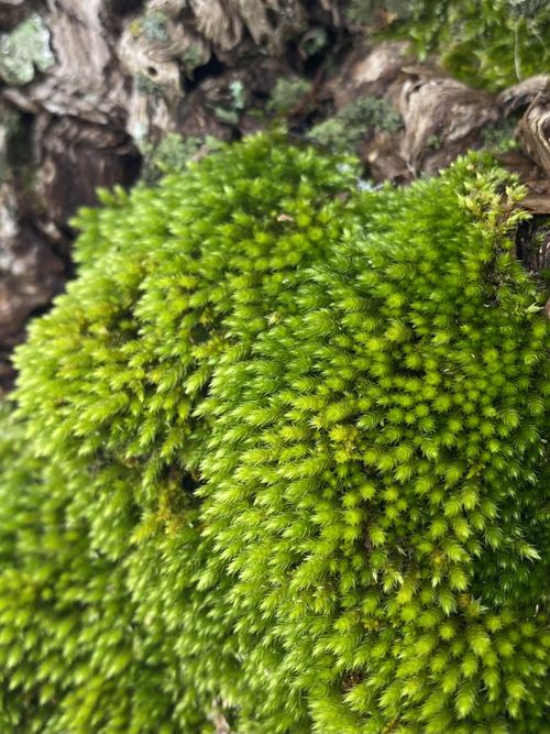 �������� �������