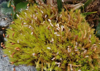 ��������� �������������