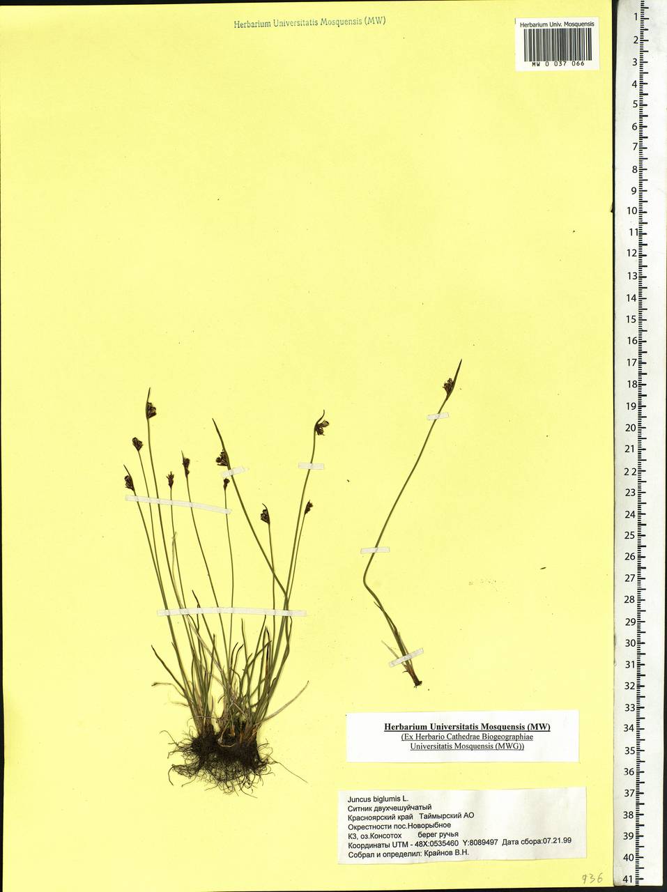 ������ ������������