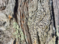 ���������� ����������