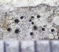 �������� �����������