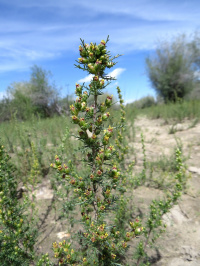 ����������� �����������