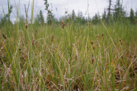 ����� ������������