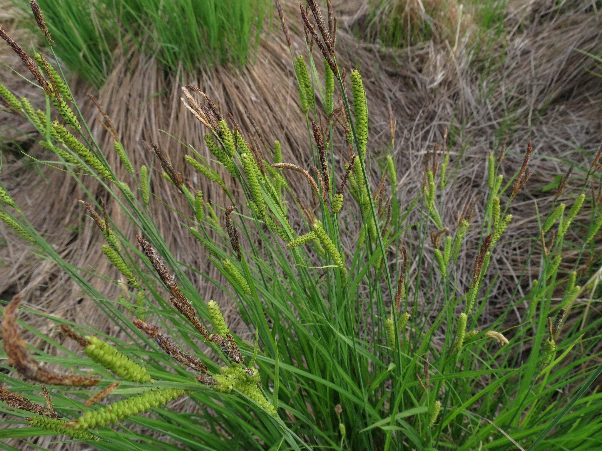 ����� ������