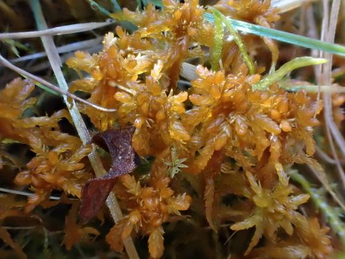 ������� ���������