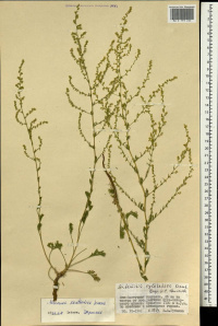 ������ ���������