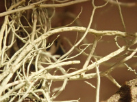 ����� ����������