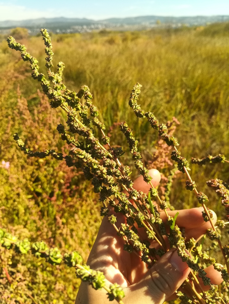 ������ �����������