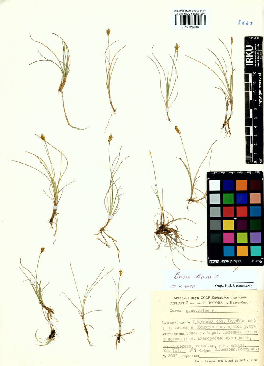 ����� ���������