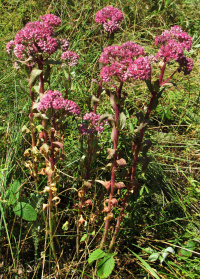 ������������ �����������