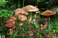 ������� ������