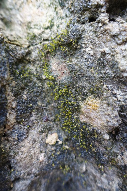 ��������� �����������