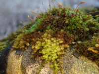 ������������� �������