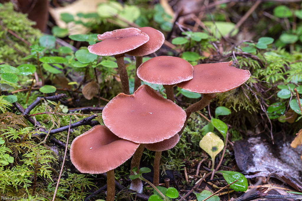 ������� ��������