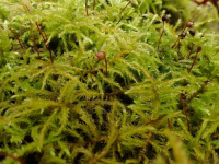 ������-������ ���������