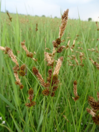 ����� ���������