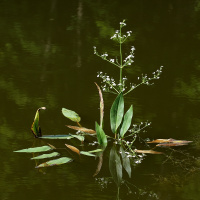 ������� ��������������