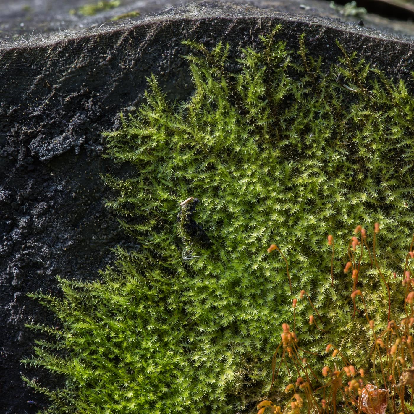 ����������� ������������