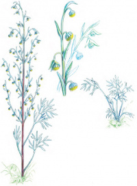 ������ �����������