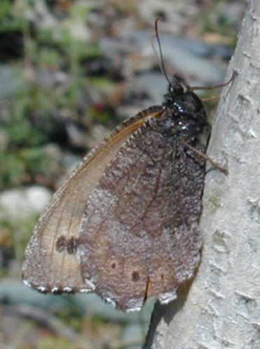 ����� ����