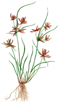 ���� ������������� (�������� �������������)