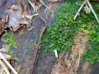 ��������� ���������������