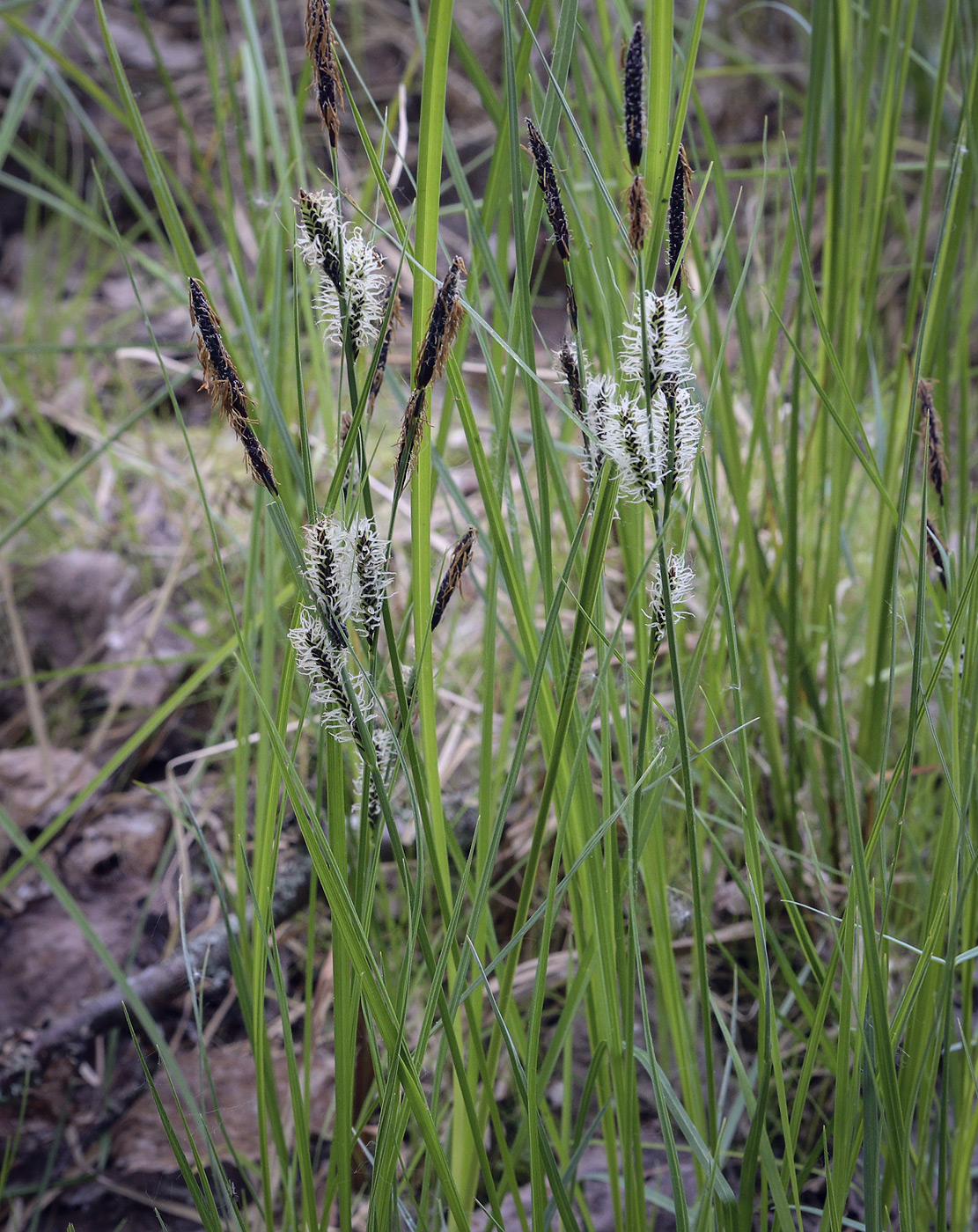 ����� ������