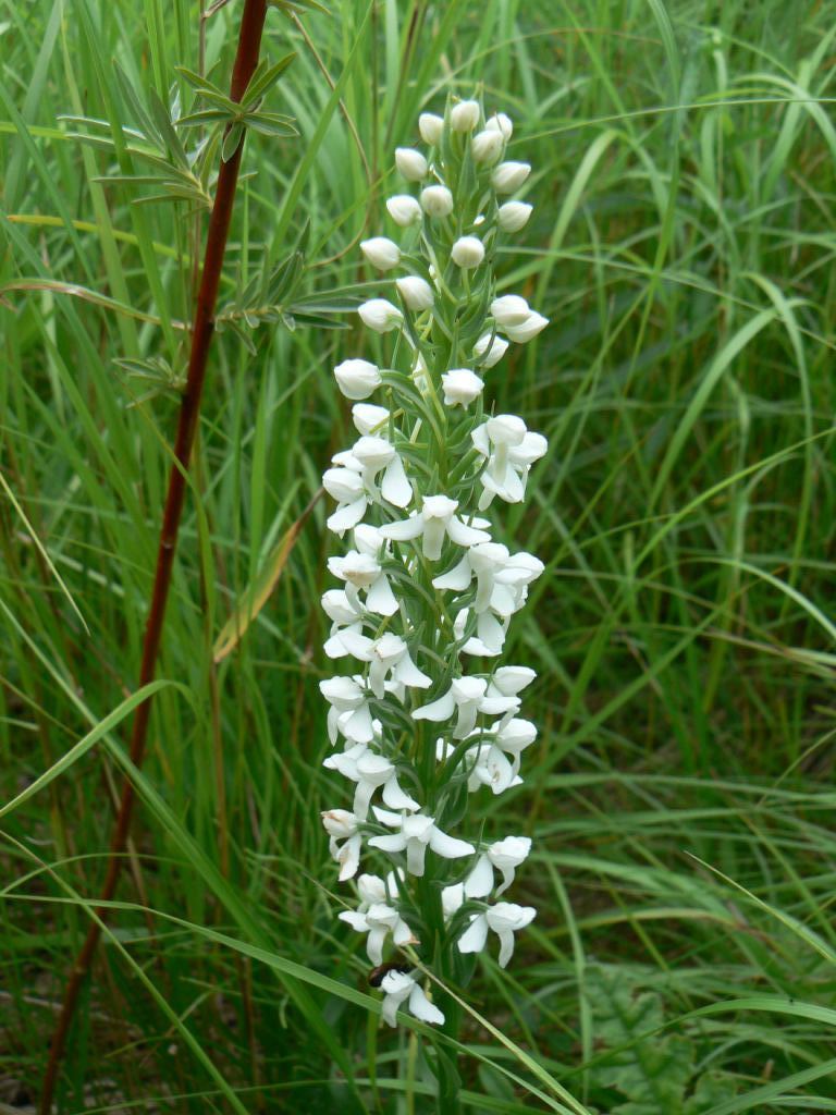 ����� �����������