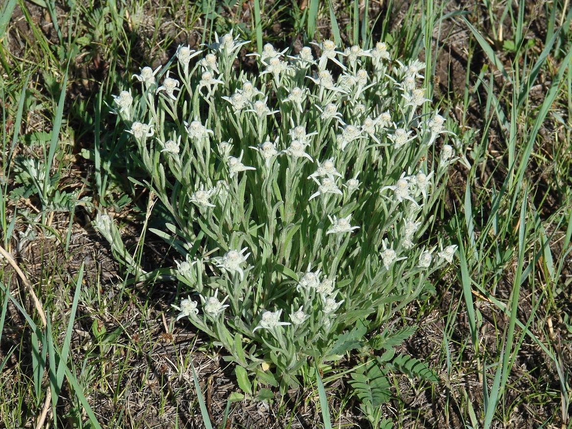 ��������� ����������������