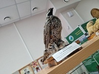 ������ �������