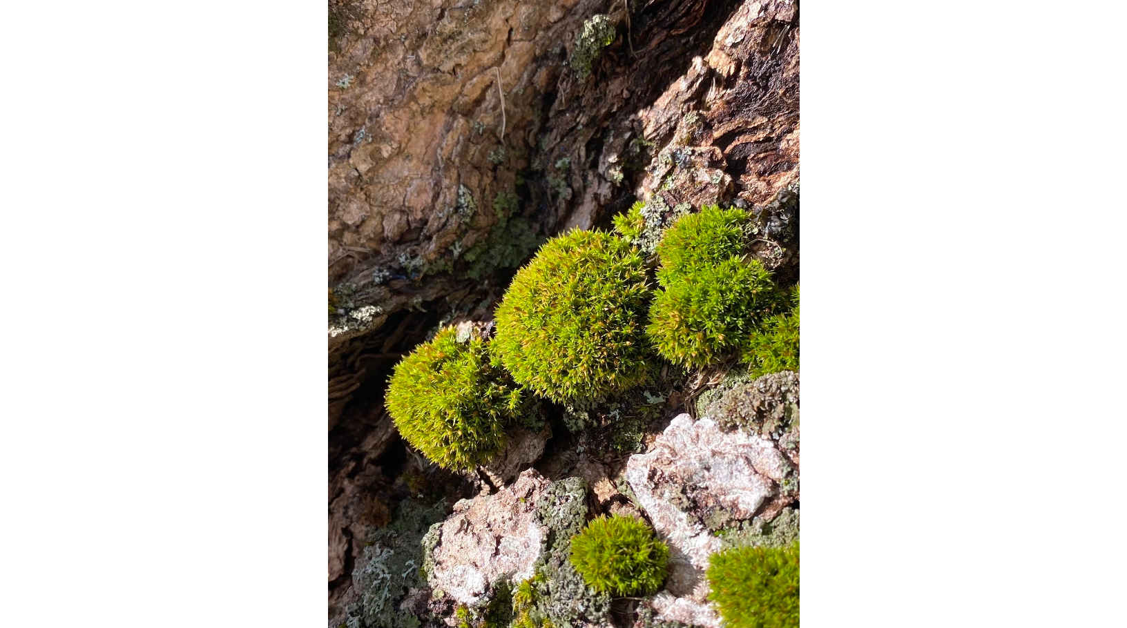 �������� �������