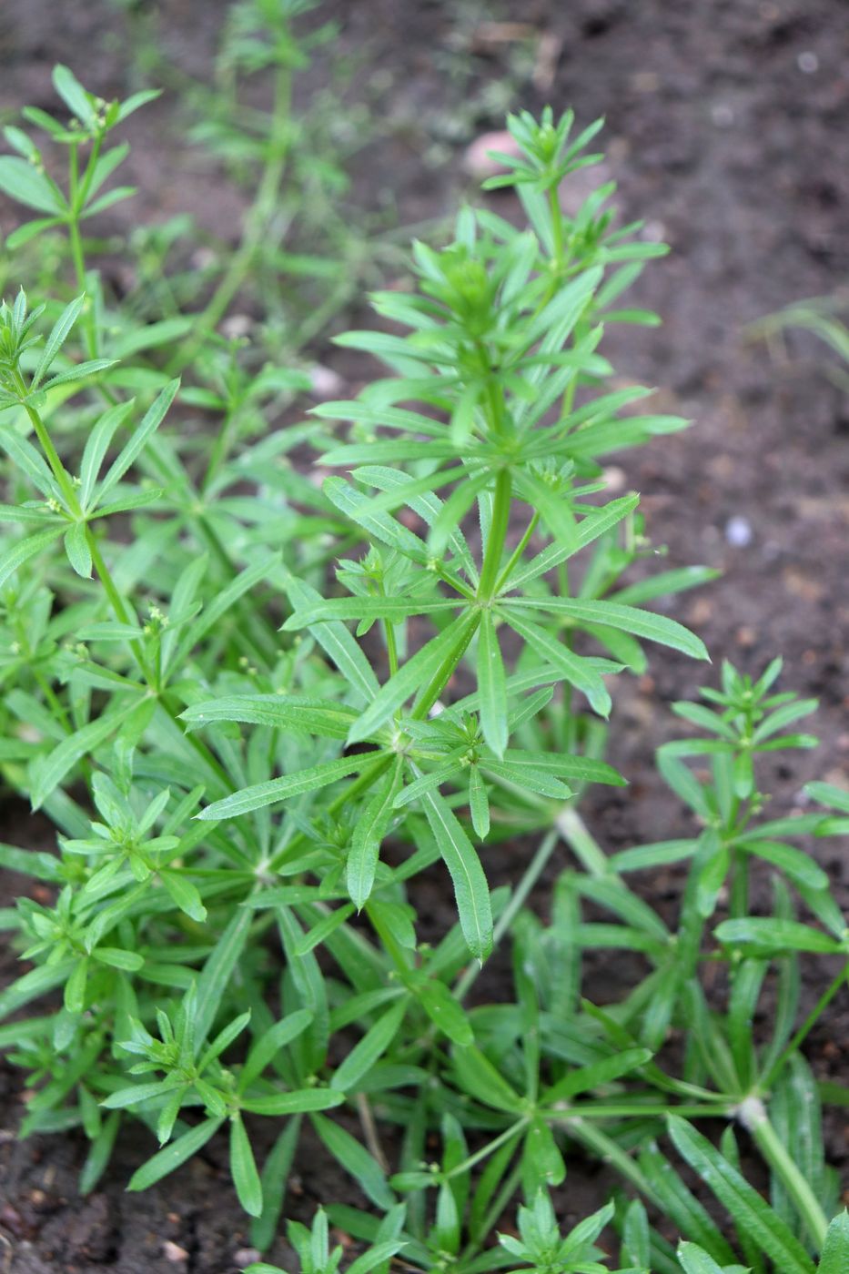 ����������� ��������