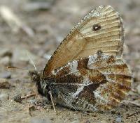 ����� ����