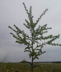 ������� �������������