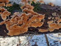 ���������� �������