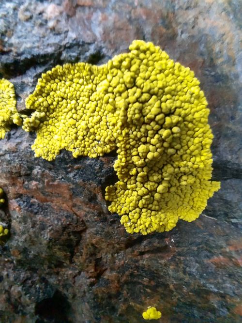 ����������� �����������