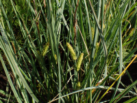 ����� �������